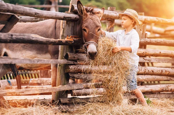 農場で干し草をろばで食べる少年 — ストック写真