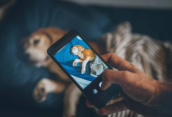 Beagle Perro Dormir Cama Dueño Toma Foto Con Teléfono Inteligente — Foto de Stock
