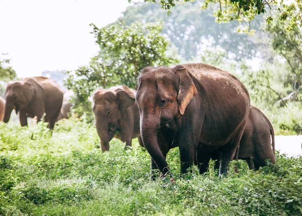 Comer Elefantes Familiares Cerca Del Estanque Parque Natural Nacional Udawalawe — Foto de Stock