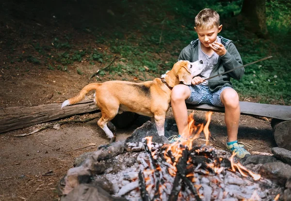 Bitte Gib Mir Dieses Letzte Stück Junge Mit Beagle Hund — Stockfoto