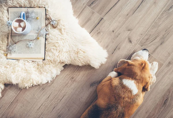 Beagle Koyun Postu Halısının Yanındaki Laminant Zeminde Kitap Sıcak Çikolatayla — Stok fotoğraf