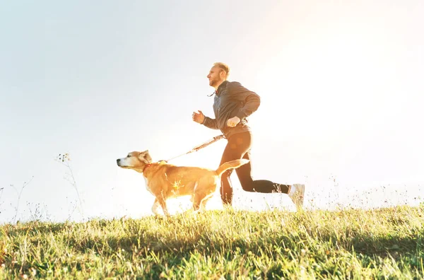 Hombre Corre Con Perro Beagle Ejercicio Canicross Matutino — Foto de Stock