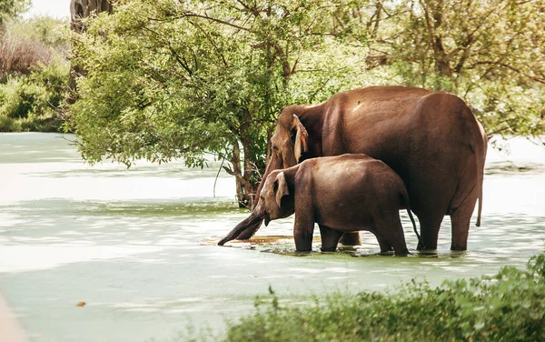 Los Elefantes Bebés Madres Beben Agua Del Estanque Pantanoso Parque — Foto de Stock