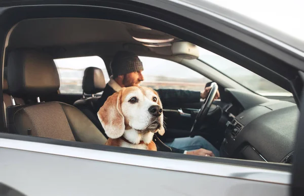 Uomo Godendo Auto Moderna Guida Con Suo Cane Beagle Seduto — Foto Stock