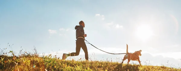 Canicross Übungen Mann Läuft Mit Seinem Beagle Hund Sonnigen Morgen — Stockfoto