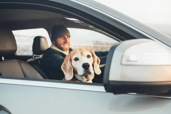 Fanny Beagle Dog Looks Out Fron Window Travel His Owner — Stock Photo, Image