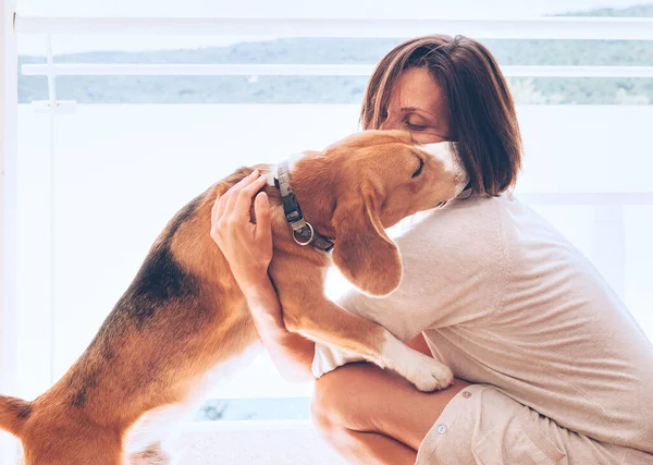Tender Home Cena Com Mulher Proprietário Seu Cão Beagle — Fotografia de Stock