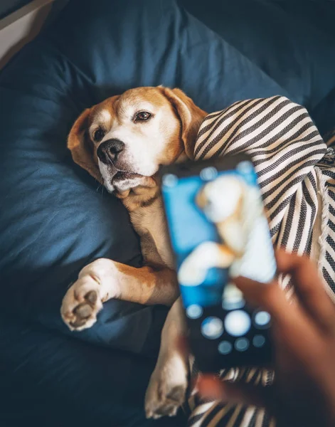 Proprietário Tira Foto Seu Cão Beagle Dormindo Cama Quebra Seus — Fotografia de Stock