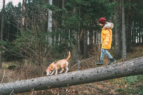 身穿鲜艳黄色长袍的男孩和他的小猎犬在松树林中的倒下的树上散步 — 图库照片