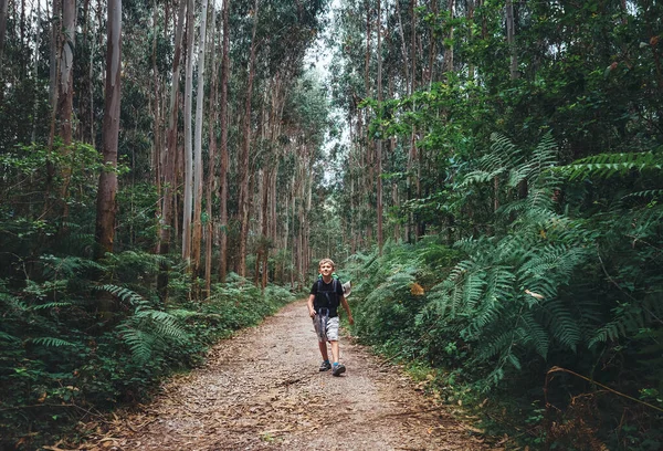 Ragazzo Zaino Spalla Turistico Passeggiate Attraverso Foresta Con Alberi Giganti — Foto Stock