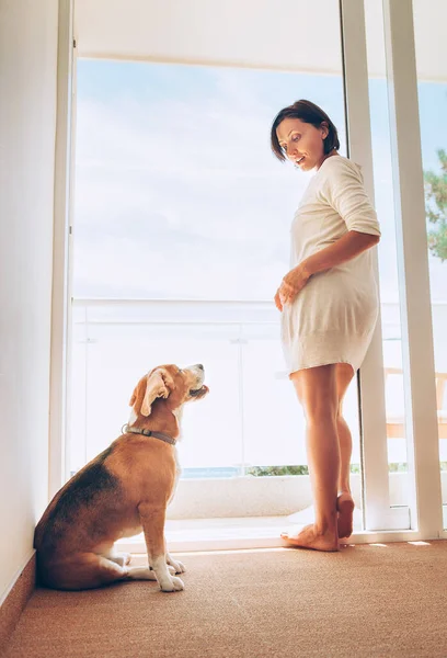 Hablar Terraza Soleada Mujer Perro Beagle Comunicarse Cerca Puerta Terraza — Foto de Stock