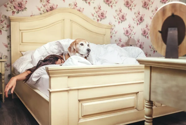 Donna Dormire Letto Beagle Cane Trova Sotto Coperta Con Lei — Foto Stock