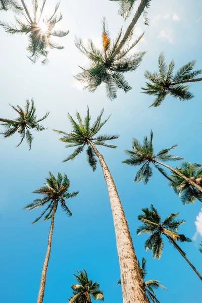 Güneşli Gökyüzünde Palmiye Ağaçları — Stok fotoğraf