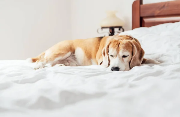 小猎犬睡在主人洁白干净的床上 — 图库照片