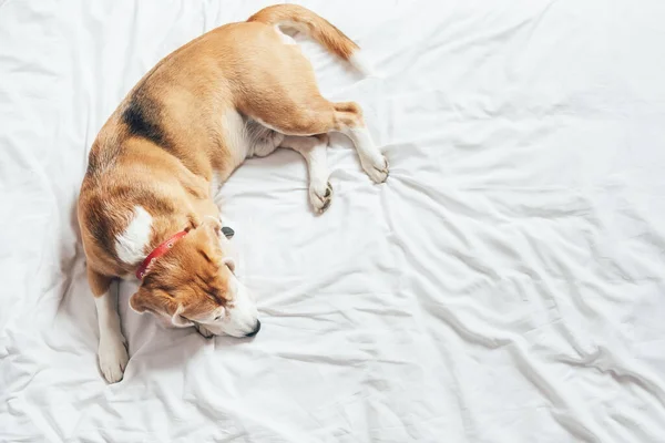 Köpeği Beyaz Yatak Çarşafının Üstünde Uyur — Stok fotoğraf