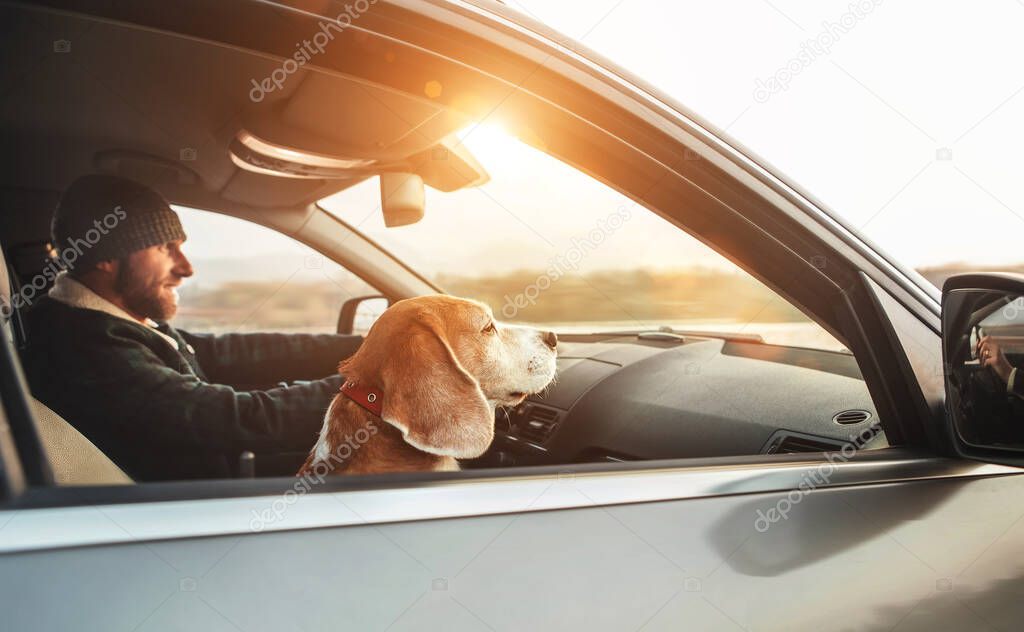 Warmly dressed man enjoying the modern car driving with his beagle dog sitting on the co-driver passenger seat. Traveling with pets concept.