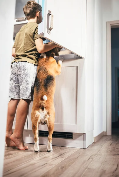 Oğlan Köpek Buzdolabında Yiyecek Bir Şeyler Bulmaya Çalışıyorlar — Stok fotoğraf