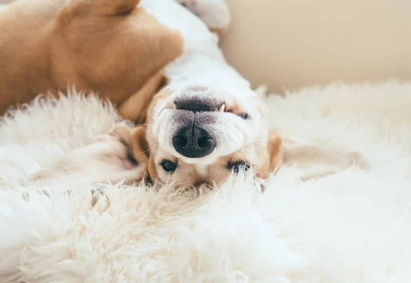 Retrato Engraçado Cão Beagle Deitado Pele Carneiro Natural — Fotografia de Stock