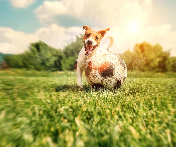 Jack Russell Terrier Παιχνίδι Μεγάλη Παλιά Μπάλα — Φωτογραφία Αρχείου