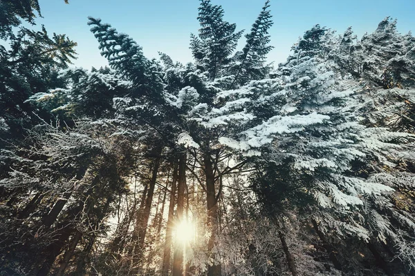 Tramonto Nella Foresta Neve Vicino Zakopane Polonia — Foto Stock