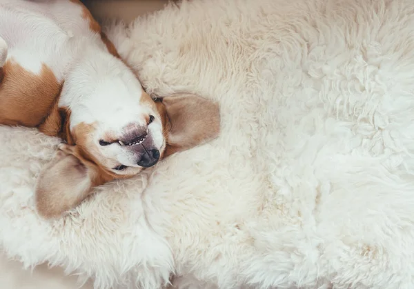 Dormire Cane Beagle Trova Sulla Fodera Pelliccia Sul Divano — Foto Stock