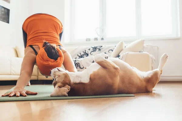 I always will be near with you. Beagle dog lies on the yoga mat when his owner makes yoga exercises