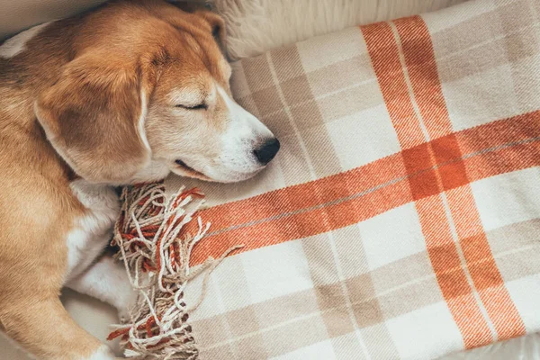 Beagle Durmiente Cubiertas Acogedoras —  Fotos de Stock