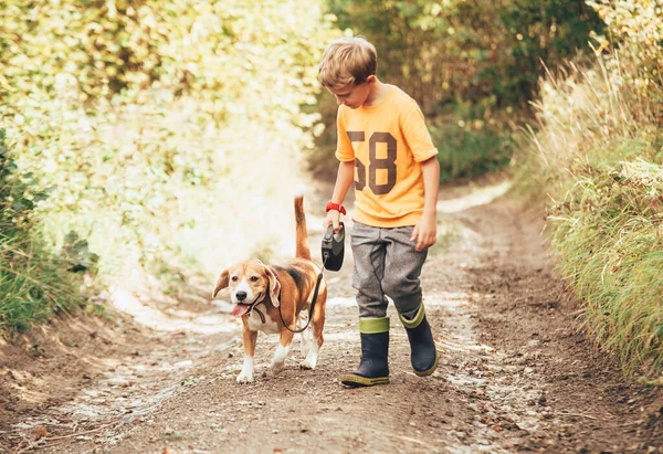 男の子は田舎道で彼のビーグル犬と歩く — ストック写真