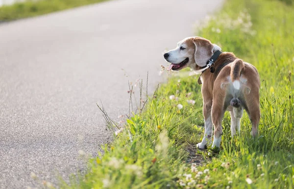 走狗肖像画 他站在柏油跑道附近的绿草上 环顾四周 有趣的家养宠物概念照片 — 图库照片