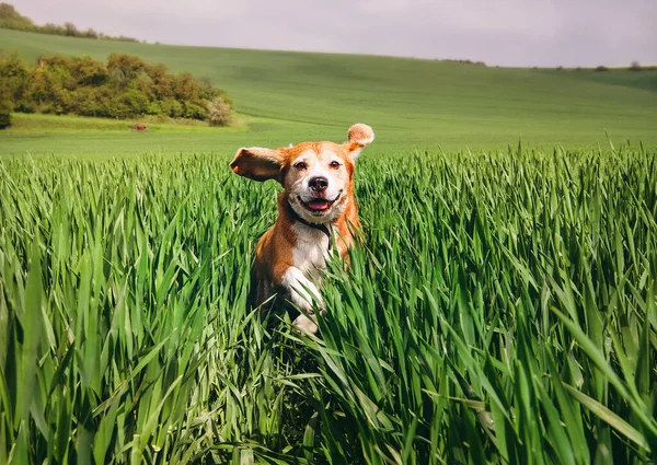 Beagle Köpeği Yüksek Islak Çimenlerde Koşar — Stok fotoğraf