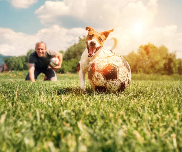 Jack Russell Terrier Spela Med Stor Gammal Boll — Stockfoto