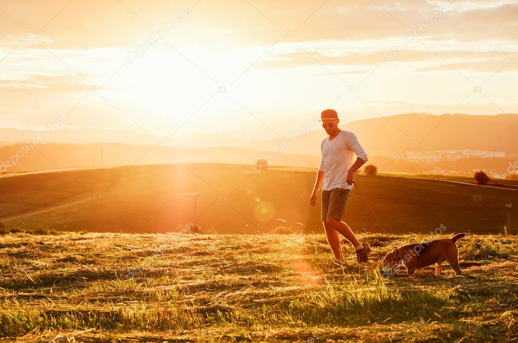 Middle-aged man dressed light white sweater and jeans shorts walking with his beagle dog during sunset evening time. They walking on the just mowing grass meadow. Pets as family members concept image.