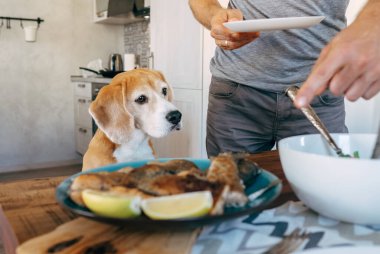 Beagle dikkatli bir şekilde yemeğin nasıl hazırlandığına bakıyor