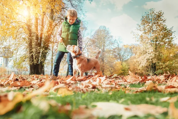 男孩在秋天的公园里与狗玩耍 — 图库照片