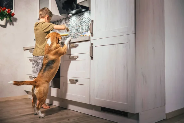 Chico Preparar Tortilla Para Mismo Pero Perro Beagle Cuidadosamente Busca — Foto de Stock