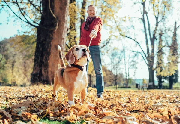 男は晴れた日に秋の公園で犬と歩く — ストック写真