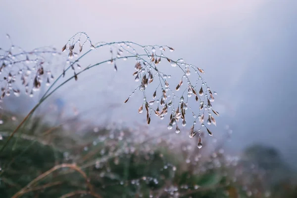 Haste Grama Gotas Água — Fotografia de Stock