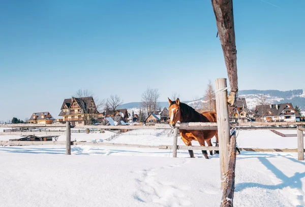 Bergdorp Winterlandschap Met Rood Paard — Stockfoto