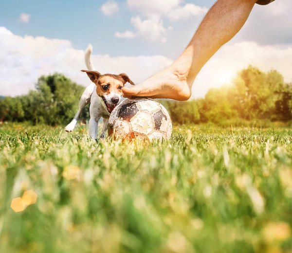 Jack Russel Terrier Spela Med Sin Ägare Med Futball — Stockfoto