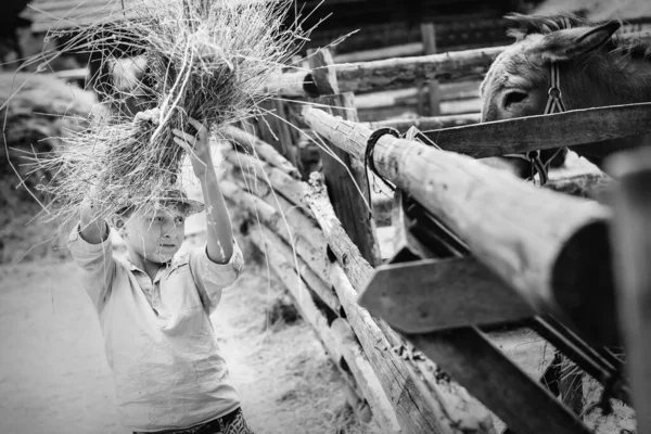 Chłopiec Pomaga Nakarmić Osła Farmie — Zdjęcie stockowe