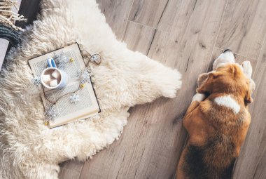 Beagle koyun postu halısının yanındaki laminant zeminde kitap ve sıcak çikolatayla yatıyor.