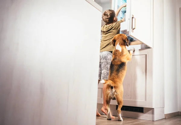 Chico Perro Beagle Ven Algo Delicioso Refrigerador —  Fotos de Stock