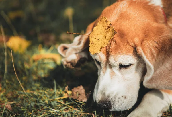 悲伤的小猎犬紧贴着躺在草地上的画像 前额上有一片黄色的叶子 有趣的宠物概念形象 — 图库照片