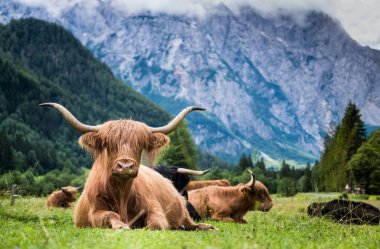 Slovenya 'nın Logar Vadisi' ndeki geniş çayırda uzanan yeşil otların üzerinde yatan İskoçya sığırı olarak da bilinen kırsal tüylü sığır cinsi..