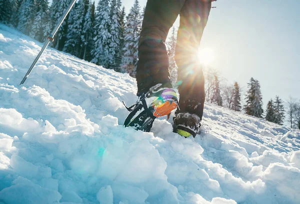 Close up shot of mountain boots with crampons and snow gaiters with backlight sun beams and snowy spruces on background . High mountaineer pounding boots in hard snow ascending UP on the summit.