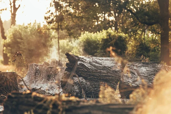 Spálené Kmeny Stromů Obrovském Lesním Požáru Kouření Ekologie Přírodní Katastrofy — Stock fotografie