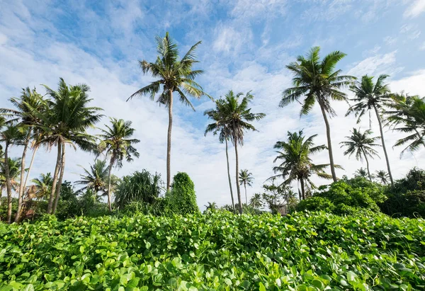 Пальмовые Деревья Фоне Солнечного Голубого Неба Weligama Sri Lanka — стоковое фото