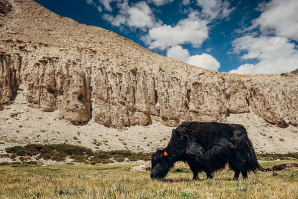 Yak Tibetano Alta Montaña Alimentando Hierba Verde 5000 Altitud — Foto de Stock