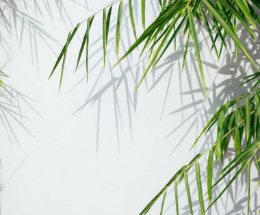 Bambu dalları beyaz duvar arka planında gölgeler oluşturuyor. Güzel doğa detayları ve grafik kopyalama alanı kaynak resmi.