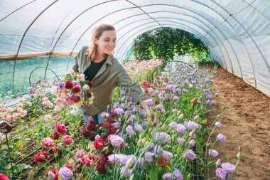 Gülümseyen kadın çiçekçi küçük işletme sahibi çiçeklerle dolu bir serada çalışıyor, buketi dikkatlice alıyor ve sürdürülebilir tarım sürecinin yaşam tarzı ve tarım kavramının tadını çıkarıyor.